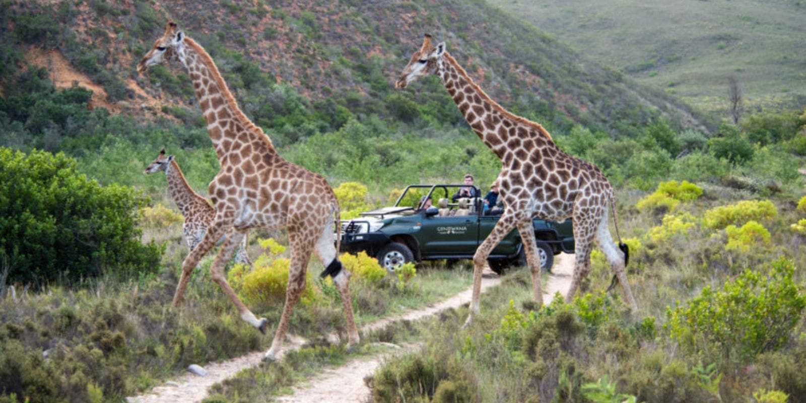 Wildlife Experiences in the Cape