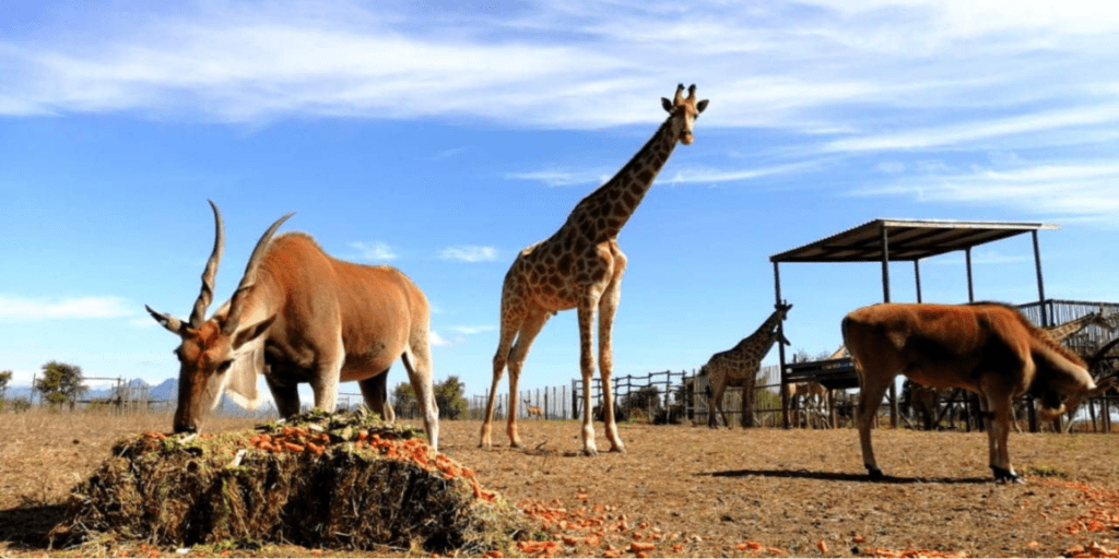 Weekend Activities for Kids in Cape Town Giraffe House