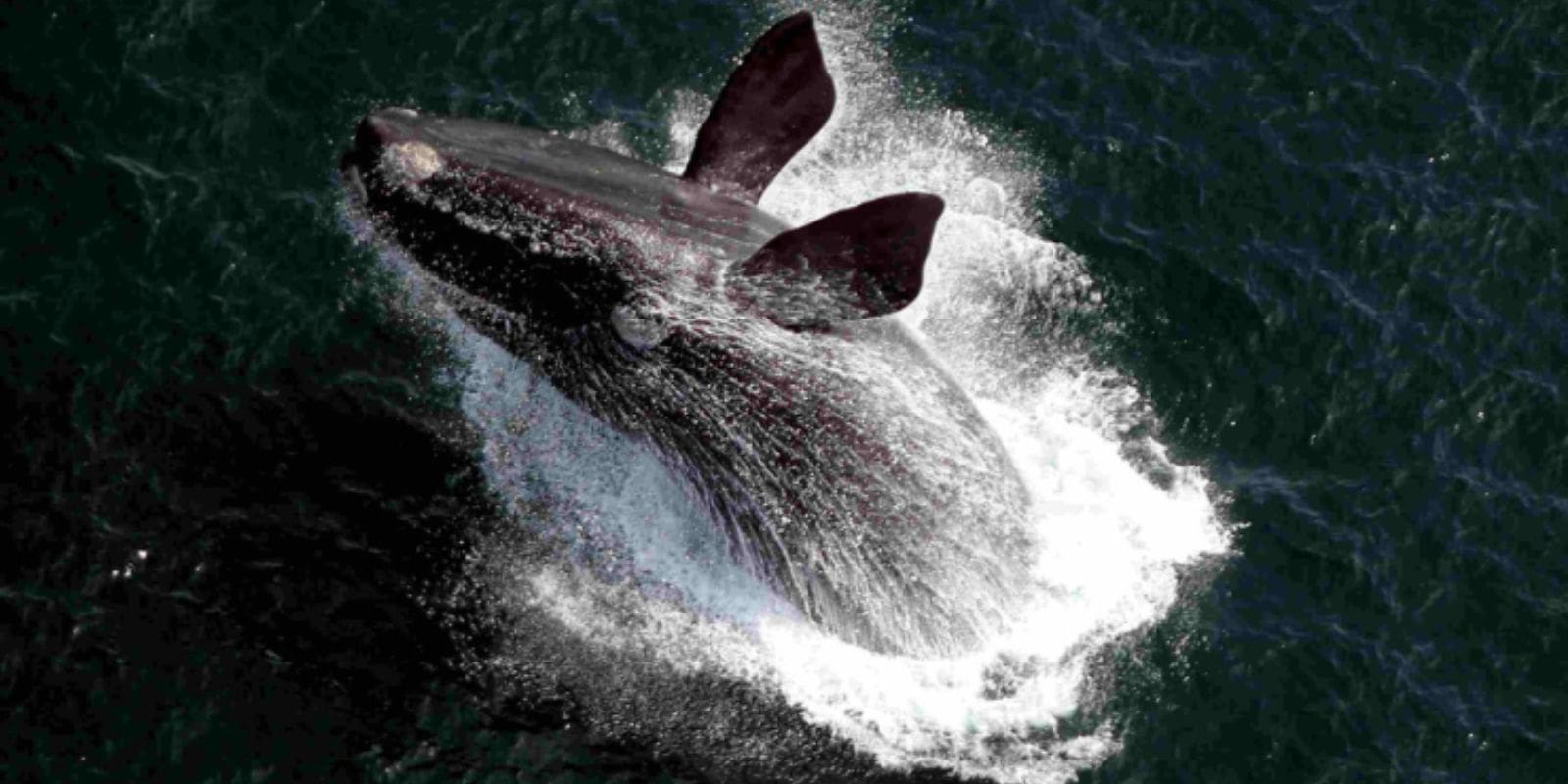 HERMANUS WHALE WATCHERS