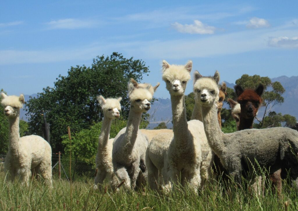 Alpaca Loom