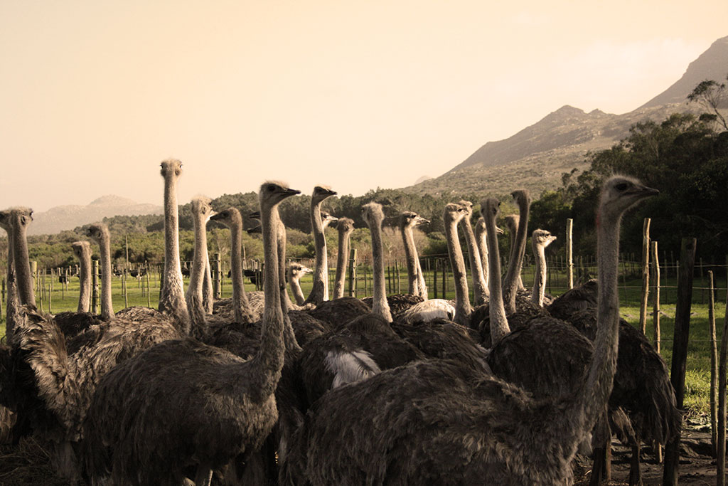 Cape Point Ostrich Farm