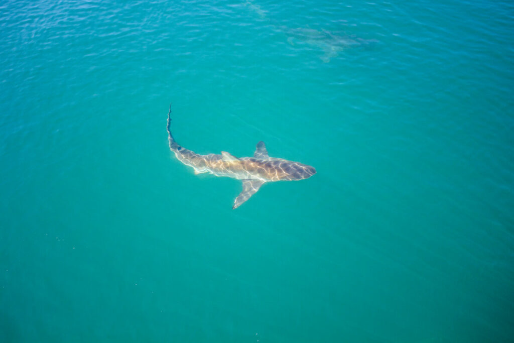 Cape Shark Adventures