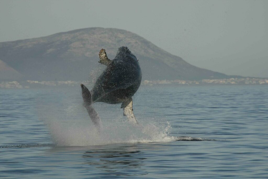 Hermanus Whale Watching Walking Tour
