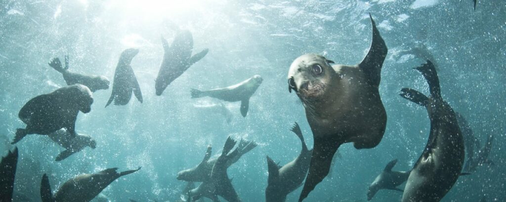Waterfront Charters Seal Snorkelling
