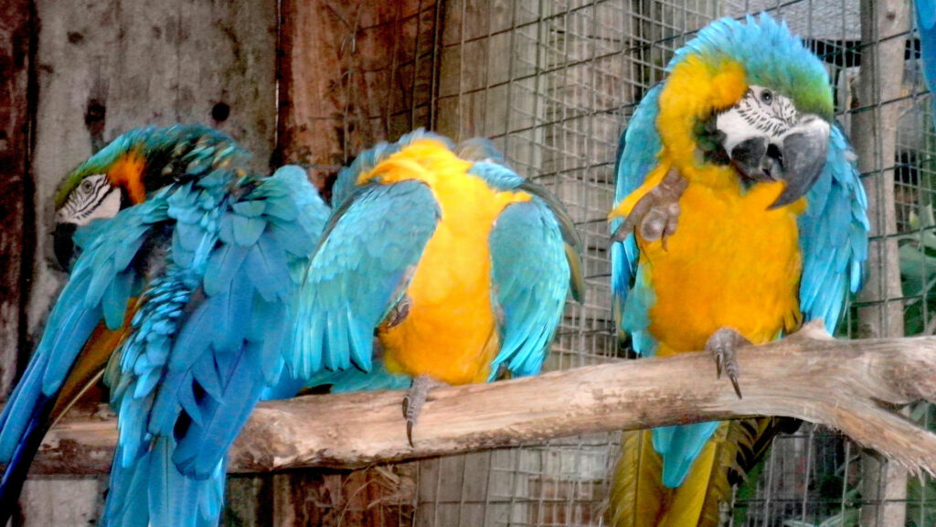 World of Birds