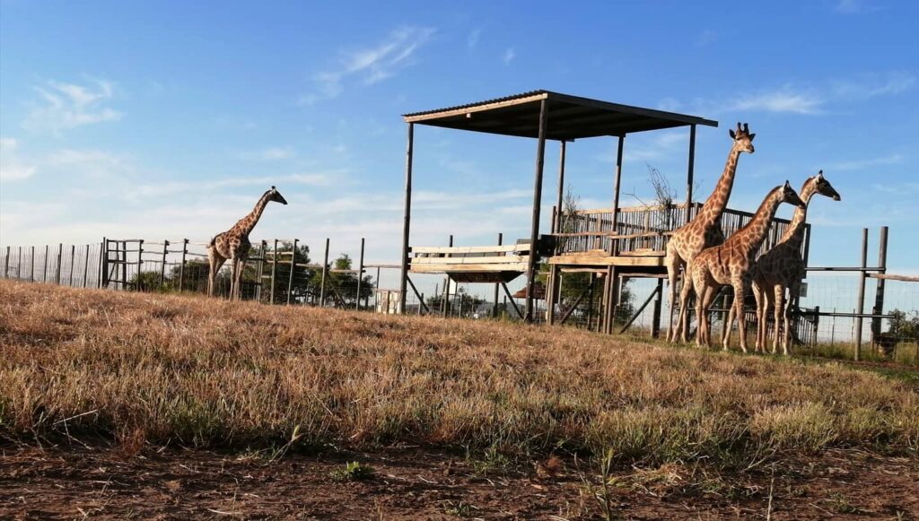 Giraffe House