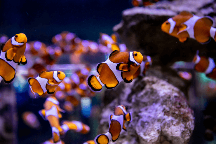 Two Oceans Aquarium