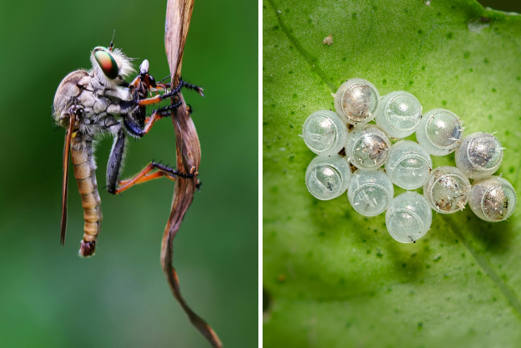 Orms x Canon wasp animal with green background