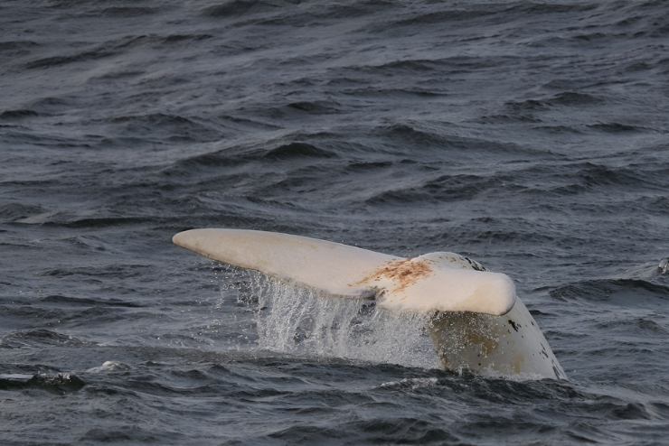 Whale watching in the Western Cape Marine Dynamics Whale Cruises Dyer Island