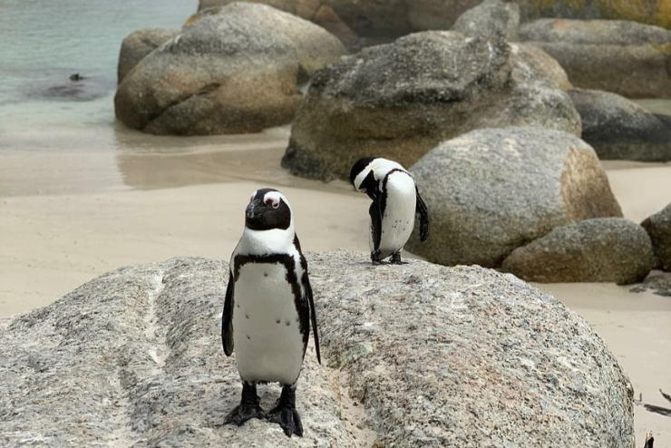 Whale watching in the Western Cape Green Cape Tours