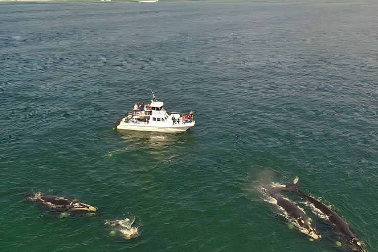 Whale watching in the Western Cape Hermanus Whale Cruises
