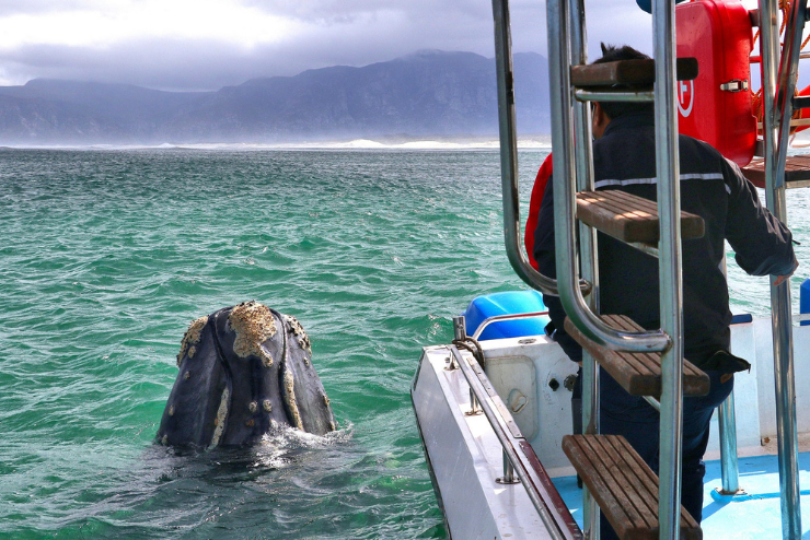 Whale watching in the Western Cape Ivanhoe