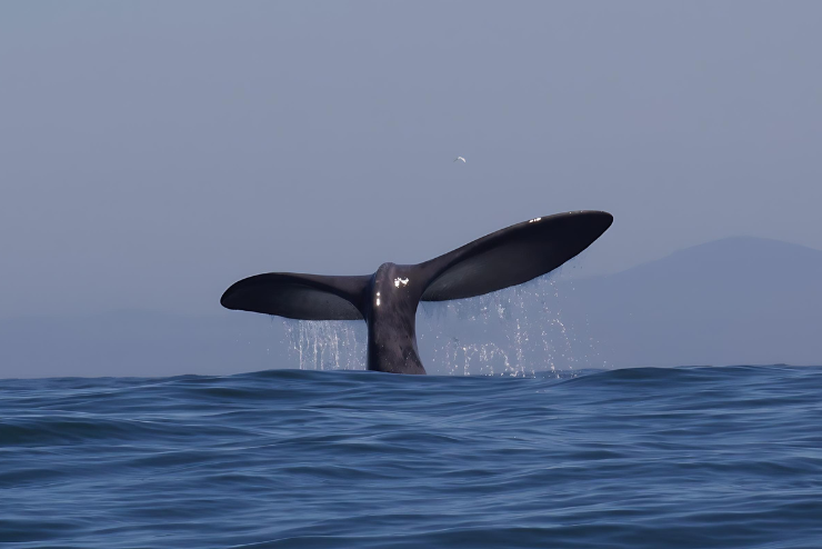 Whale watching in the Western Cape Ocean Wonder