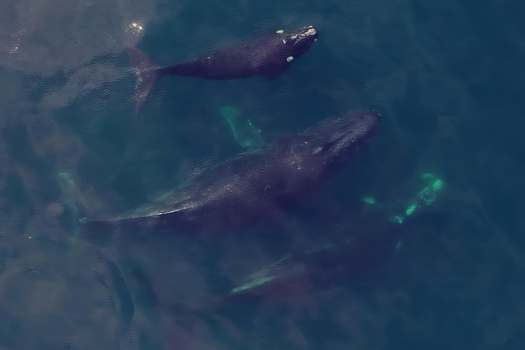 Whale watching in the Western Cape Southern Right Charters