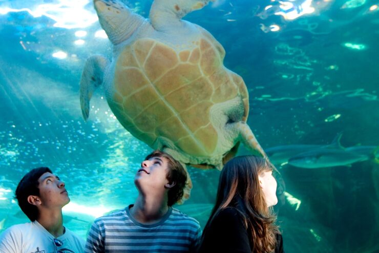 Two Oceans Aquarium Winter Holidays 4