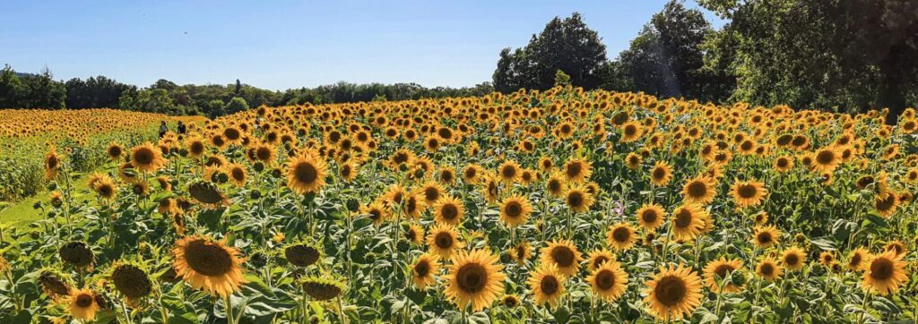 Vergelegen Wine Estate Sunflower Celebration