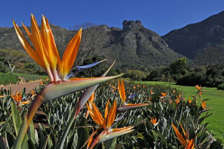Kirstenbosch Gardens 2
